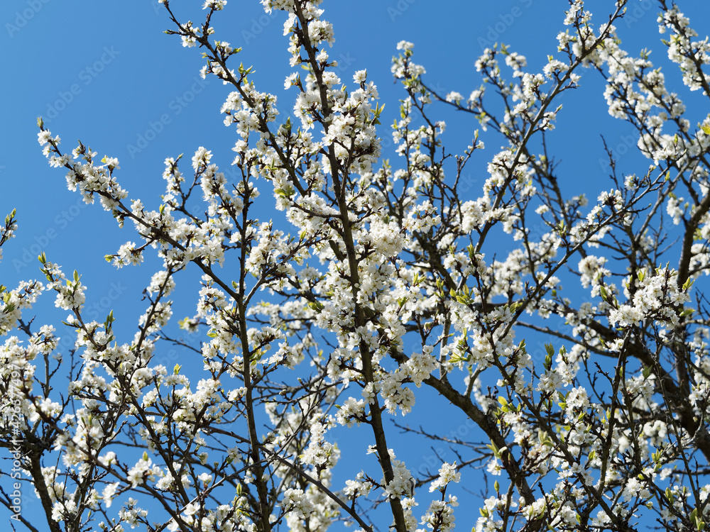 (Prunus domestica syriaca) Branches couvertes de grappes de fleurs à pétales blanc, calice vert et longues étamines du mirabellier ou prunier à mirabelles sous un ciel bleu printanier