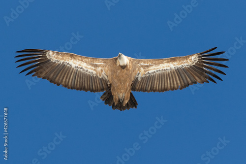 Griffon vulture seen from below © Gonzalo