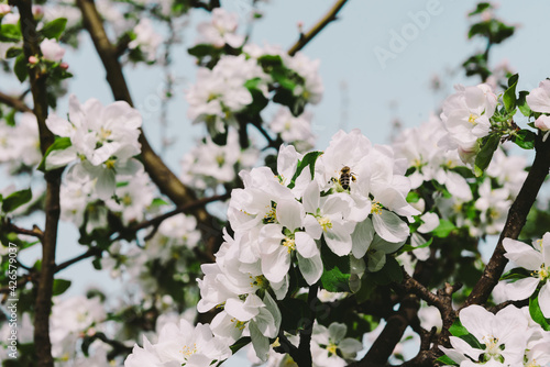 Flowering trees. Spring flowering. The apple tree is blooming. The girl in the apple trees.