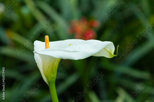 Calla lily   Zantedeschia aethiopica   plant with white petals with yellowish stamen  flora concept