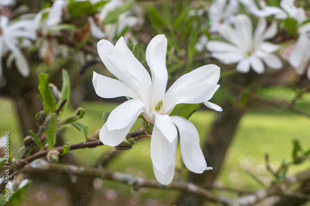 White magnolia flowers in a garden during spring White magnolia flowers in a garden during spring