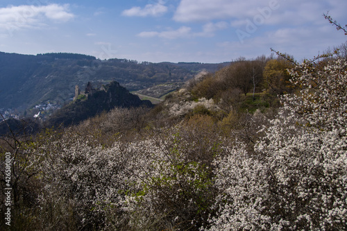The view of the "Are" castle ruins near Altenahr with a flowering hedge