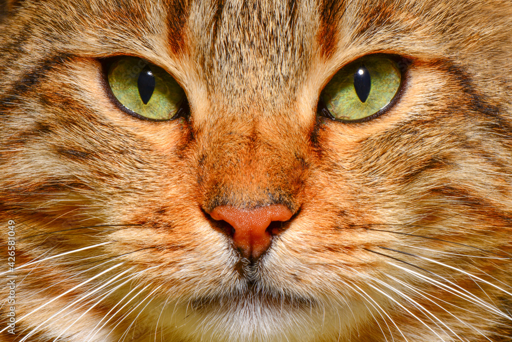 cute stray cat in orange color