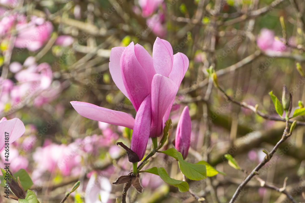 Pink magnolia flowers in a garden during spring Pink magnolia flowers in a garden during spring