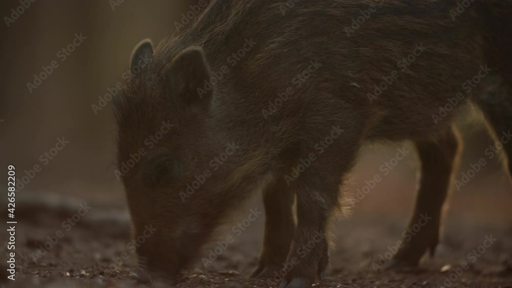 Closeup young wild boar Sus scrofa calm piggy looking for nutriment in deep wood. Wildlife tranquil scene of animal of long furry. Strong nose and well smell sense to search food in omnivorous mammal Closeup young wild boar Sus scrofa calm piggy looking for nutriment in deep wood. Wildlife tranquil scene of animal of long furry. Strong nose and well smell sense to search food in omnivorous mammal