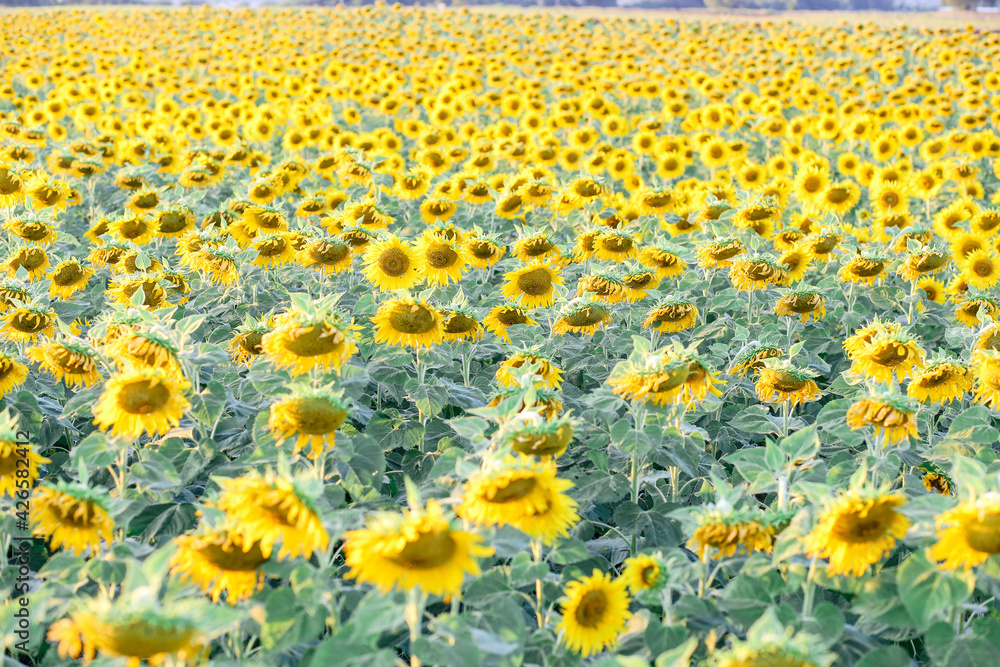 Closeup on one sunflower flower. Beautiful sunset over backgound of big golden sunflower field in the countryside in Thailand during summer time. Closeup on one sunflower flower. Beautiful sunset over backgound of big golden sunflower field in the countryside in Thailand during summer time.