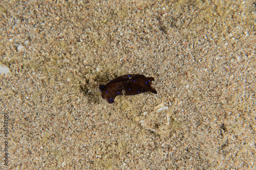 Sea slug in the Red Sea Colorful and beautiful  Eilat Israel 