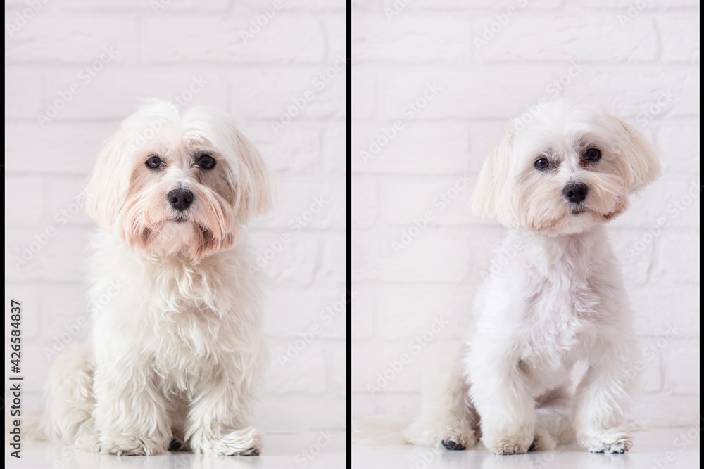 Dog grooming theme before and after. Maltese dog portrait . Advertising grooming concept Dog grooming theme before and after. Maltese dog portrait . Advertising grooming concept