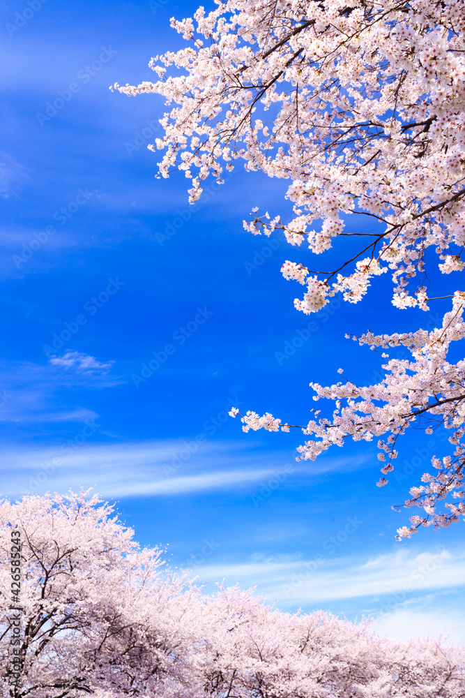 cherry blossom in spring