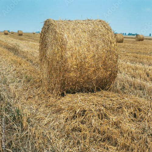 Bale of straw in landscape Netherlands. Groningen.