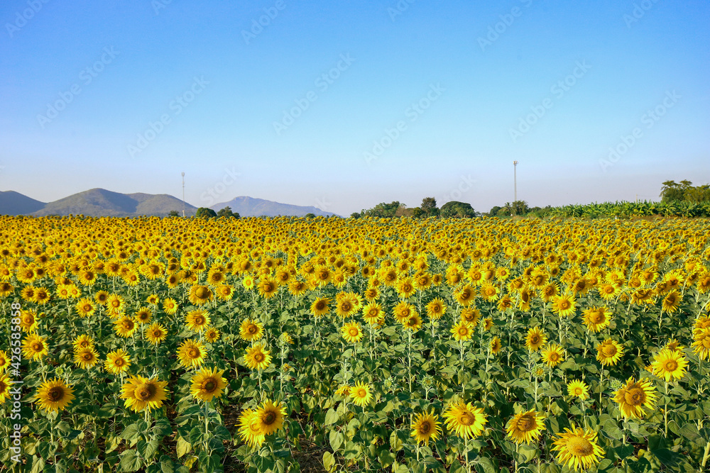 Fototapeta premium Beautiful sunset over backgound of big golden sunflower field in the countryside in Thailand during summer time.