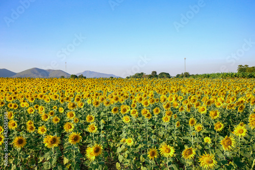 Beautiful sunset over backgound of big golden sunflower field in the countryside in Thailand during summer time.