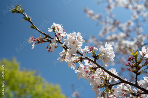 I took a picture in Okayama prefecture, Japan