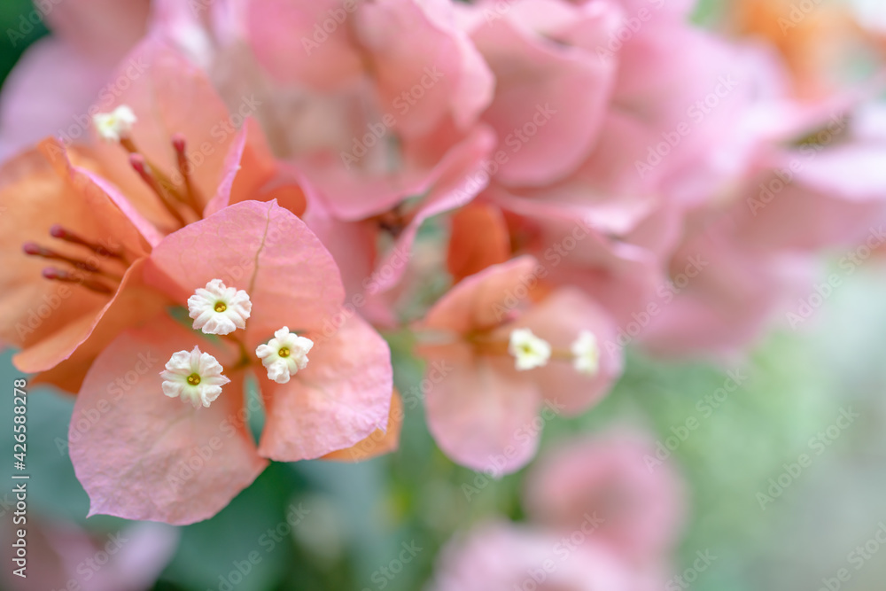 斑入りの葉のブーゲンビリア ブーゲンビレア レインボーピンクゴールド 南国のイメージの花 Stock 写真 Adobe Stock