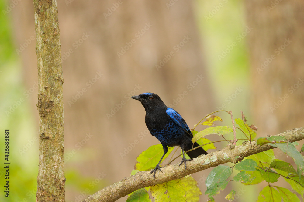 winged blackbird winged blackbird
