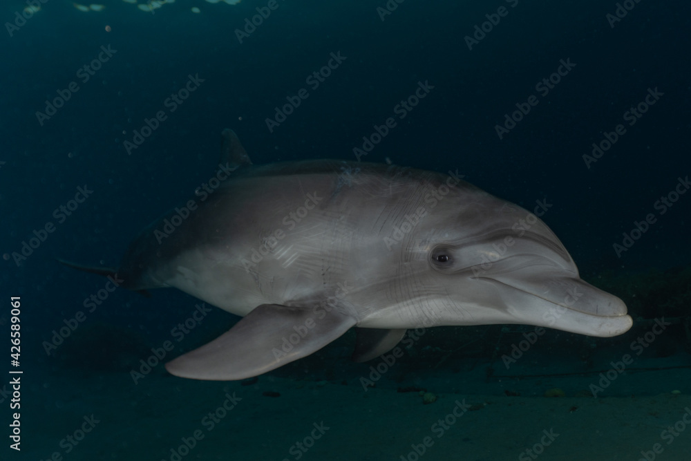 Naklejka premium Dolphin swimming with divers in the Red Sea, Eilat Israel