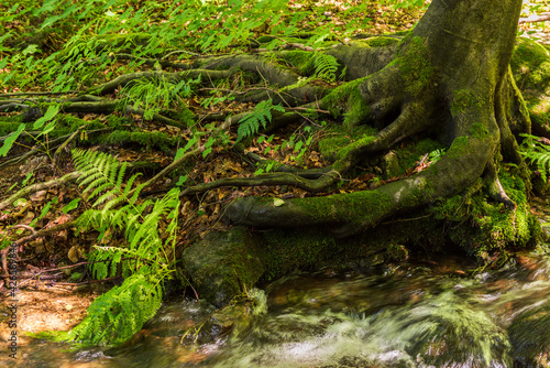 Creek with roots of tree in a forest. Landscape with shallow mountain creek in forest, wet stones in river bed and clear moving water, beautiful nature. Poland