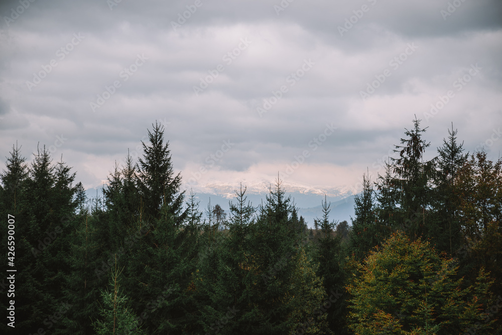 Evergreen trees in the Carpathian mountains with a cloudy sky and a snow-capped peak. mystical mood over the forest. Beautiful nature of Ukraine. Selective focus Evergreen trees in the Carpathian mountains with a cloudy sky and a snow-capped peak. mystical mood over the forest. Beautiful nature of Ukraine. Selective focus