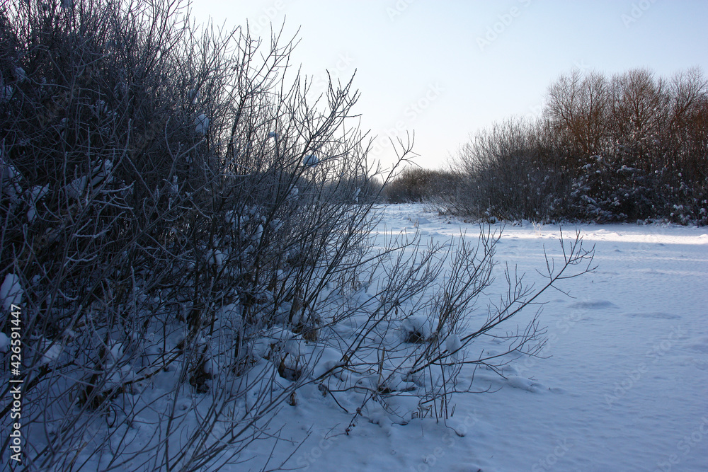 Fototapeta premium Winter frosty day. The wild area at the river. Bushes in different places. View from a shadow.