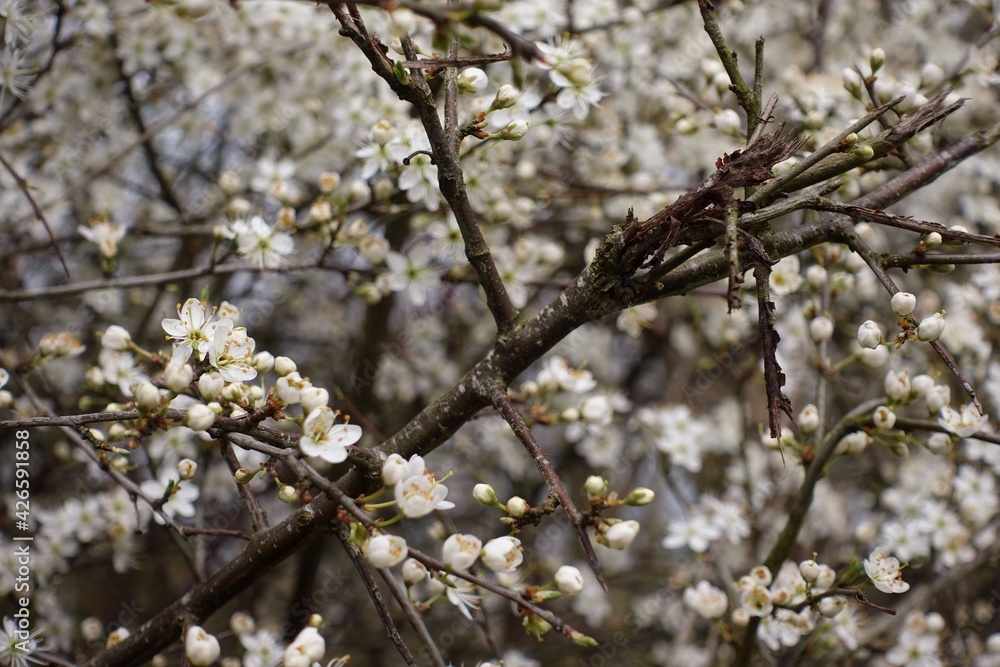 Blackthorn is blossom in Spring Blackthorn is blossom in Spring