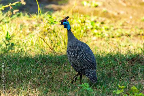 Helmeted Guineafowl in the grass in the Lower Zambezi park