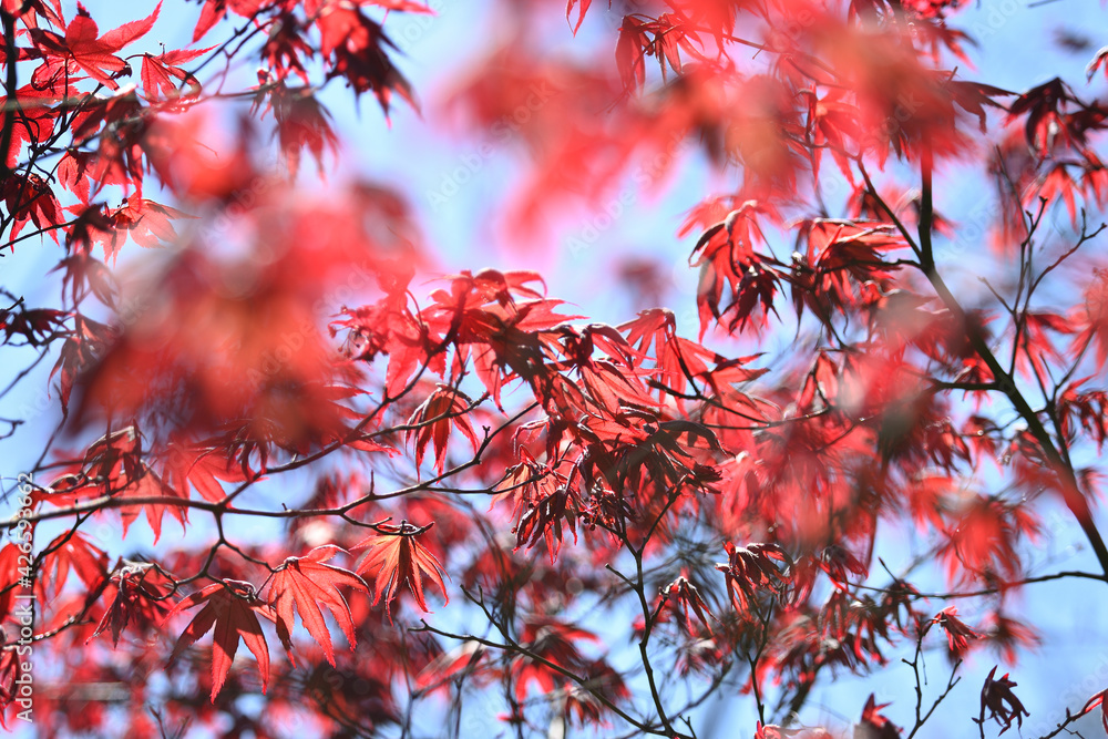 Detail of green and red leaves of Japanese maple tree in Spring bloom. Detail of green and red leaves of Japanese maple tree in Spring bloom.