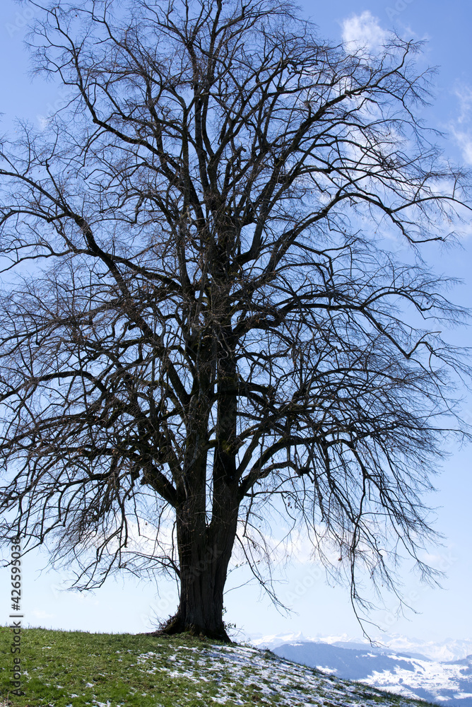 Tree at backlight on meadow with rest of snow. Photo taken April 8th, 2021, Hinwil, Switzerland. Tree at backlight on meadow with rest of snow. Photo taken April 8th, 2021, Hinwil, Switzerland.