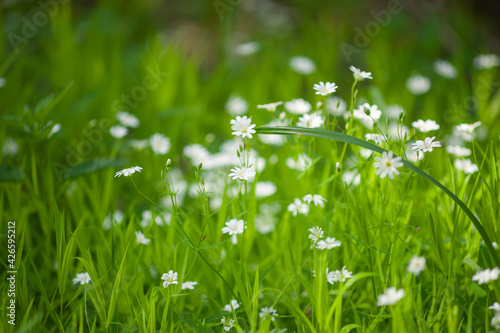 Small white flowers on green grass 