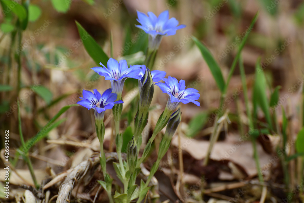 Blue gentian flowers bloom in spring. Blue gentian flowers bloom in spring.