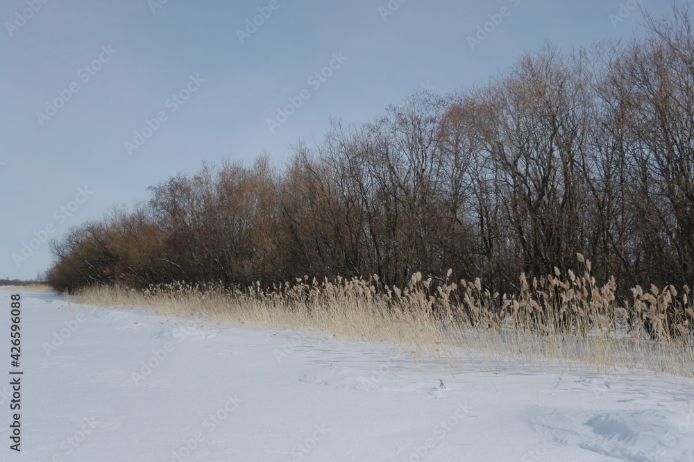dry reeds along the bank of a frozen river dry reeds along the bank of a frozen river
