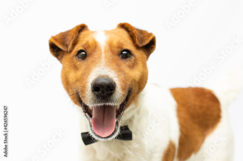 portrait of a purebred smooth fox terrier in front of white background © Irina