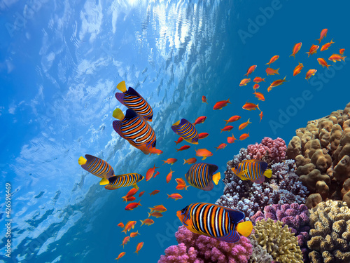 Podwodna scena. Rafa koralowa, grupy ryb w czystej wodzie oceanu