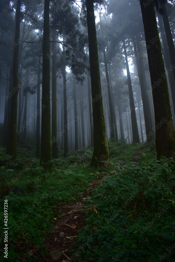 Naklejka premium fog in the forest
