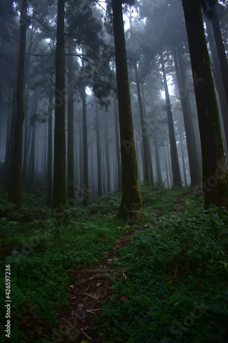 fog in the forest