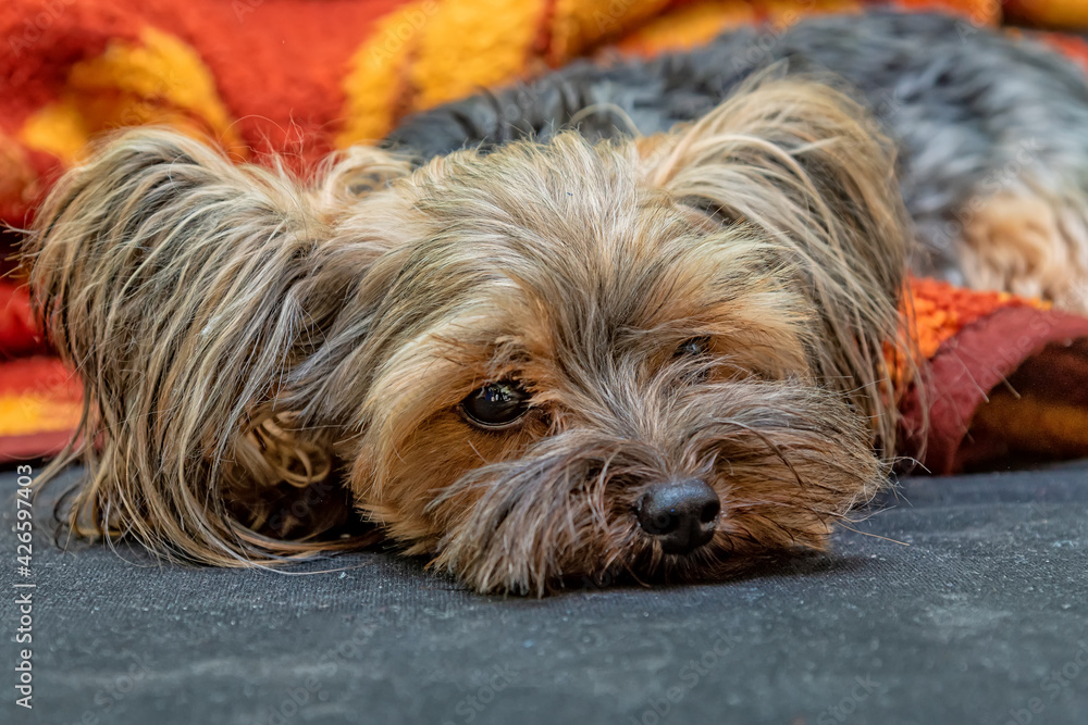 Yorkshire terrier dog lying on the sofa