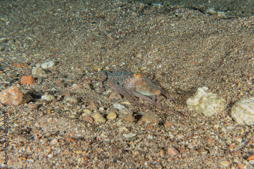 Octopus king of camouflage in the Red Sea  eilat israel  