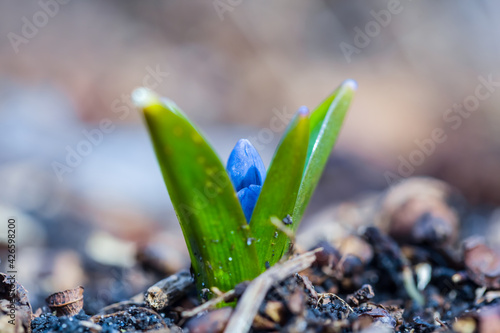 closeup blue spring Scilla flower in a forest, beautiful natural spring background