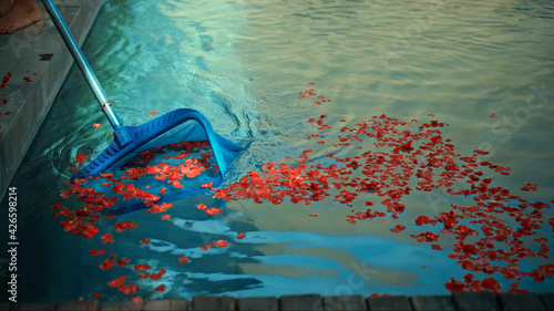 Cleanup swimming pool with blue water from red flower petals, tool with mesh on a long stick