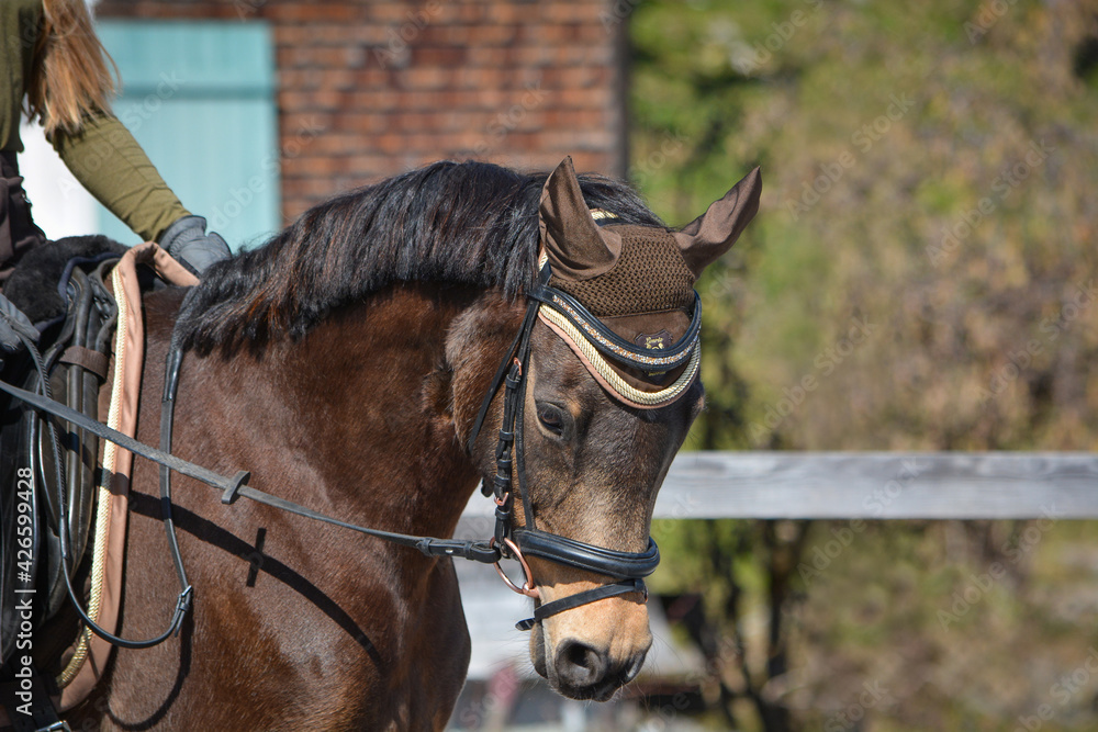 Fototapeta premium reiten