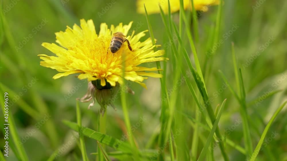 Blooming wild flowers close up with honey bee pollinating dandelion flower. Collecting pollen from yellow dandelions closeup. Meadow summer background footage. Blooming wild flowers close up with honey bee pollinating dandelion flower. Collecting pollen from yellow dandelions closeup. Meadow summer background footage.