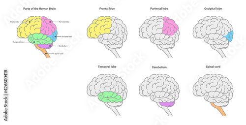Human brain anatomy set. Parts of the human brain. Vector isolated on white.