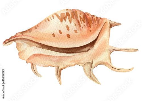 Seashell on isolated white background, watercolor illustration, hand drawing sea shell