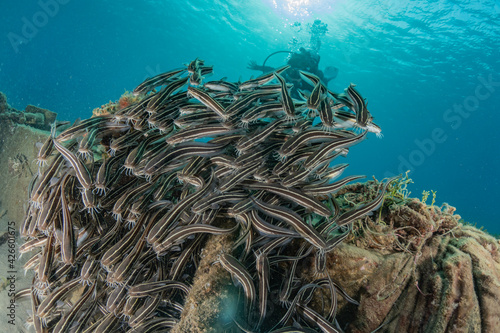 Fish swim in the Red Sea, colorful fish, Eilat Israel 