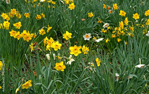 Daffodils at Columbia University Central Campus, New York City