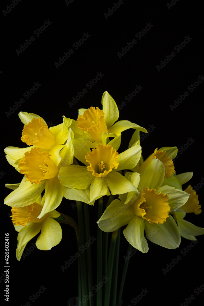 Obraz premium Daffodils on a black background. Yellow flowers on a dark background. First spring flowers