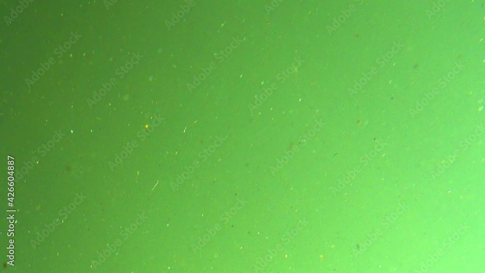 The camera is positioned in the muddy green water of a lake or river. The camera is positioned in the muddy green water of a lake or river.
