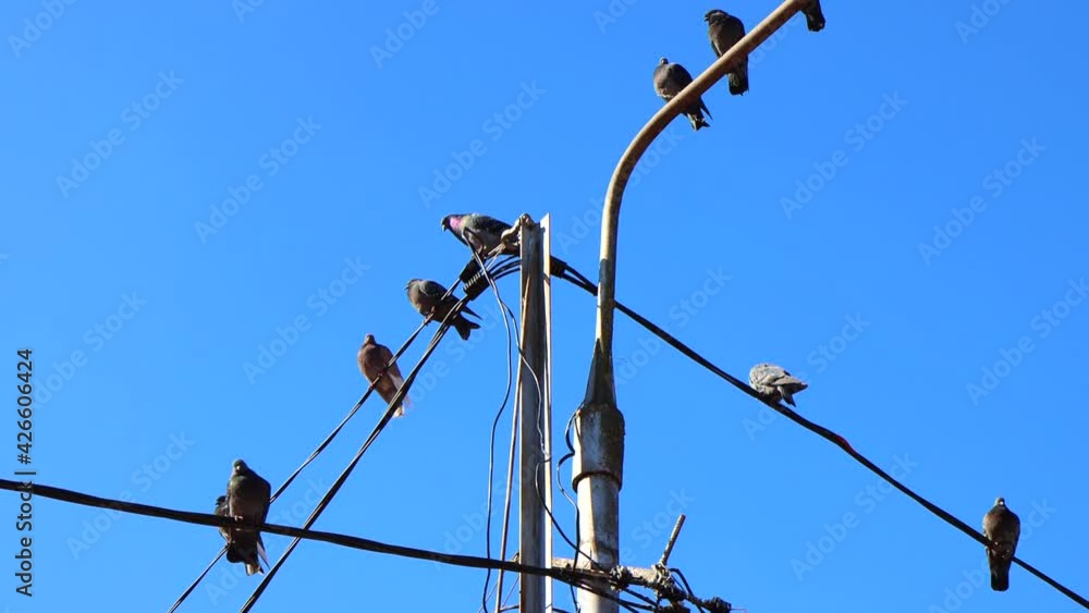 Doves on electrical wires against a blue sky. Doves on electrical wires against a blue sky.