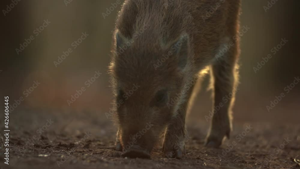 Closeup young wild boar Sus scrofa calm piggy looking for nutriment in deep wood. Wildlife tranquil scene of animal of long furry. Strong nose and well smell sense to search food in omnivorous mammal Closeup young wild boar Sus scrofa calm piggy looking for nutriment in deep wood. Wildlife tranquil scene of animal of long furry. Strong nose and well smell sense to search food in omnivorous mammal