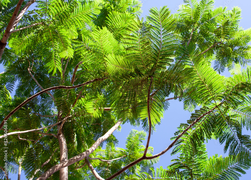The foliage of the green trees against the blue sky. Leaves on branches bottom view. Acacia. The foliage of the green trees against the blue sky. Leaves on branches bottom view. Acacia.