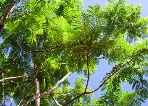 The foliage of the green trees against the blue sky. Leaves on branches bottom view. Acacia.